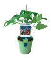 Tomatplanter mix i 11 cm potte